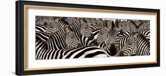 Herd of Zebras-null-Framed Photographic Print