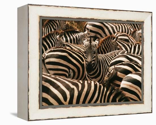 Herd of Zebras-John Conrad-Framed Premier Image Canvas