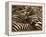 Herd of Zebras-John Conrad-Framed Premier Image Canvas