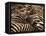 Herd of Zebras-John Conrad-Framed Premier Image Canvas