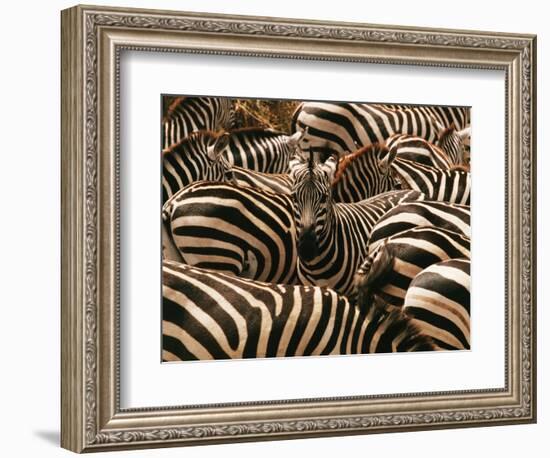 Herd of Zebras-John Conrad-Framed Photographic Print