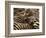 Herd of Zebras-John Conrad-Framed Photographic Print