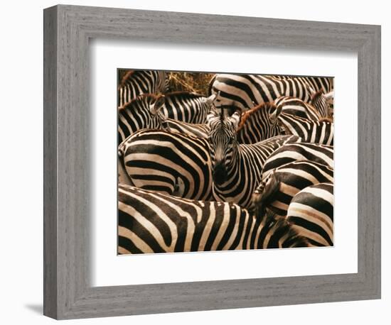 Herd of Zebras-John Conrad-Framed Photographic Print