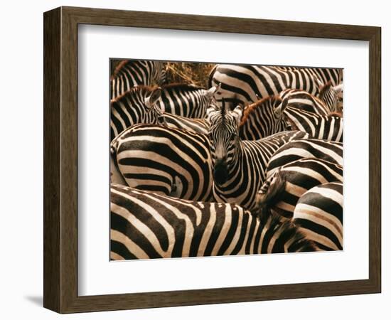 Herd of Zebras-John Conrad-Framed Photographic Print