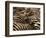 Herd of Zebras-John Conrad-Framed Photographic Print