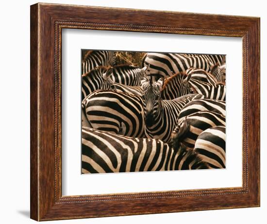 Herd of Zebras-John Conrad-Framed Photographic Print