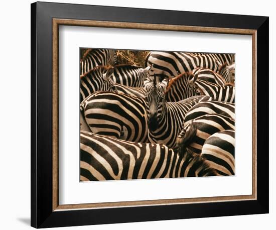 Herd of Zebras-John Conrad-Framed Photographic Print