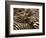 Herd of Zebras-John Conrad-Framed Photographic Print