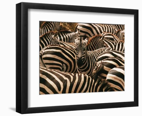 Herd of Zebras-John Conrad-Framed Photographic Print