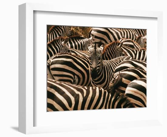 Herd of Zebras-John Conrad-Framed Photographic Print