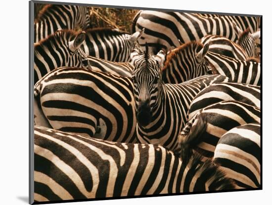 Herd of Zebras-John Conrad-Mounted Photographic Print