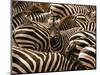 Herd of Zebras-John Conrad-Mounted Photographic Print
