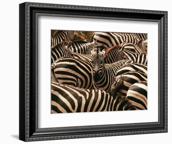 Herd of Zebras-John Conrad-Framed Photographic Print