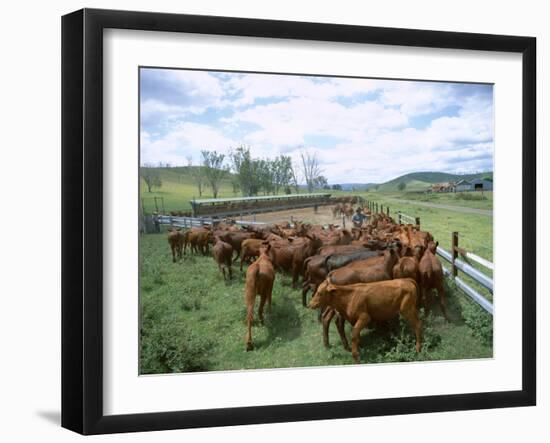 Herding Beef Cattle, Cattle Station, Queensland, Australia-Mark Mawson-Framed Photographic Print