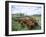 Herding Beef Cattle, Cattle Station, Queensland, Australia-Mark Mawson-Framed Photographic Print
