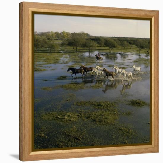 Herding Horses, Argentina-null-Framed Premier Image Canvas