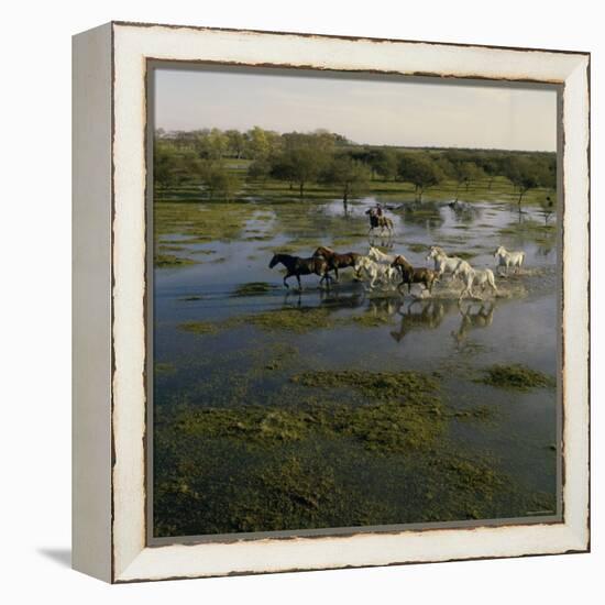 Herding Horses, Argentina-null-Framed Premier Image Canvas