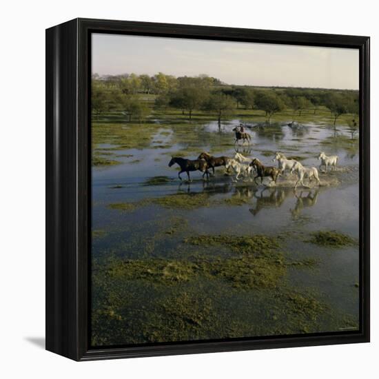 Herding Horses, Argentina-null-Framed Premier Image Canvas