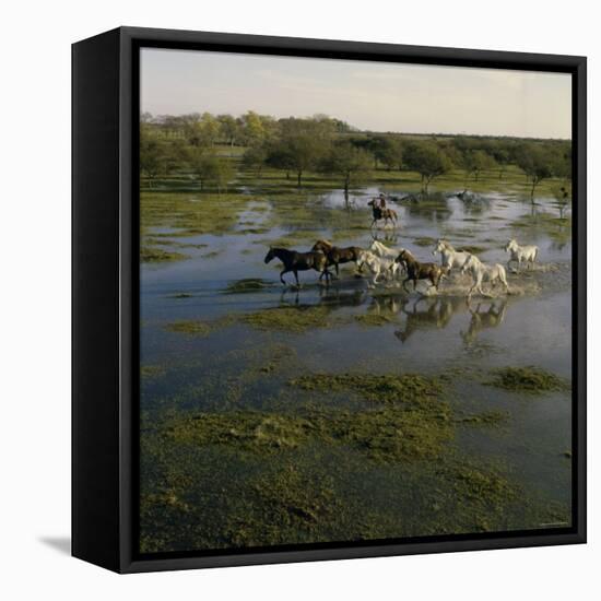 Herding Horses, Argentina-null-Framed Premier Image Canvas