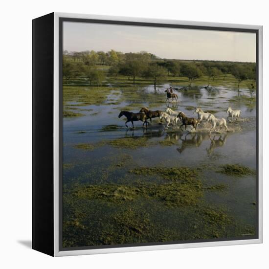 Herding Horses, Argentina-null-Framed Premier Image Canvas