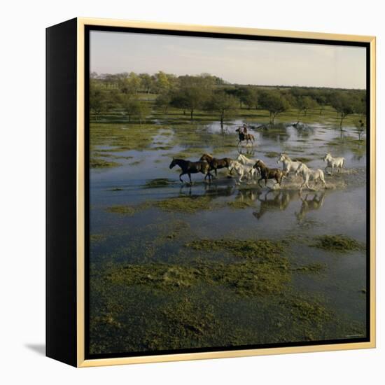 Herding Horses, Argentina-null-Framed Premier Image Canvas