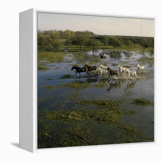 Herding Horses, Argentina-null-Framed Premier Image Canvas