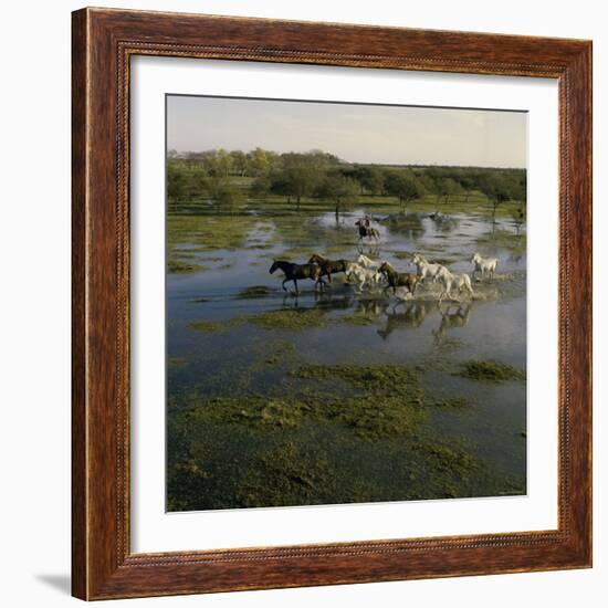 Herding Horses, Argentina-null-Framed Photographic Print