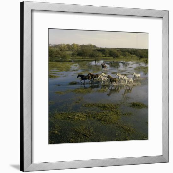 Herding Horses, Argentina-null-Framed Photographic Print