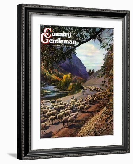 "Herding Sheep," Country Gentleman Cover, September 1, 1943-Mike Roberts-Framed Giclee Print