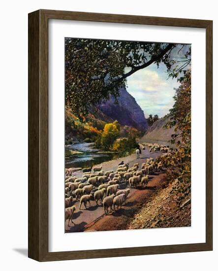 "Herding Sheep,"September 1, 1943-Mike Roberts-Framed Giclee Print