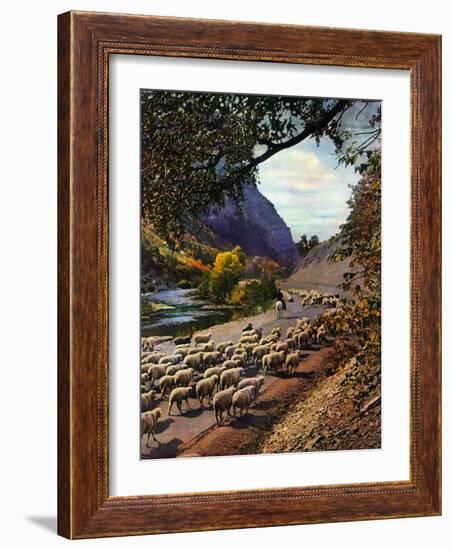 "Herding Sheep,"September 1, 1943-Mike Roberts-Framed Giclee Print