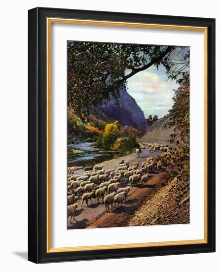 "Herding Sheep,"September 1, 1943-Mike Roberts-Framed Giclee Print