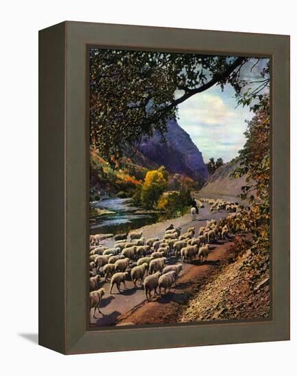 "Herding Sheep,"September 1, 1943-Mike Roberts-Framed Premier Image Canvas