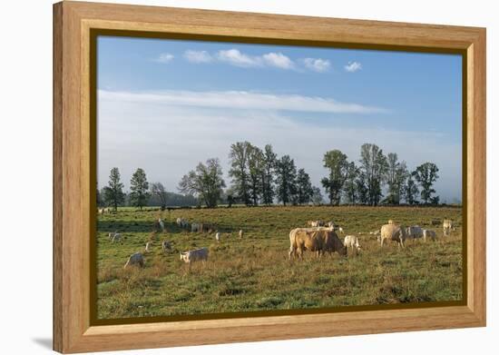 Herds Grazing-Mike Toy-Framed Stretched Canvas
