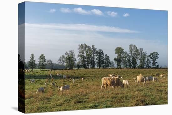 Herds Grazing-Mike Toy-Framed Stretched Canvas