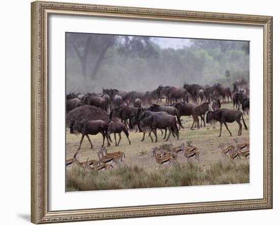 Herds of Gazelle, Zebra, Wildebeest, Topi, Masai Mara Game Reserve, Kenya-Art Wolfe-Framed Photographic Print