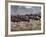 Herds of Gazelle, Zebra, Wildebeest, Topi, Masai Mara Game Reserve, Kenya-Art Wolfe-Framed Photographic Print