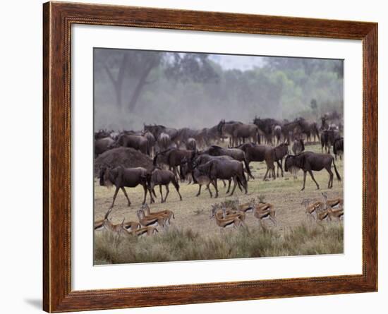 Herds of Gazelle, Zebra, Wildebeest, Topi, Masai Mara Game Reserve, Kenya-Art Wolfe-Framed Photographic Print