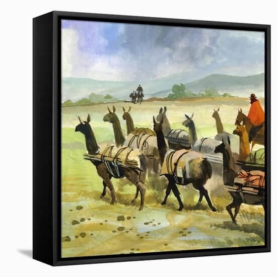 Herds of Llamas in the Andes-Ferdinando Tacconi-Framed Premier Image Canvas