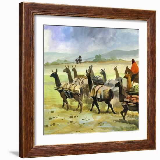 Herds of Llamas in the Andes-Ferdinando Tacconi-Framed Giclee Print