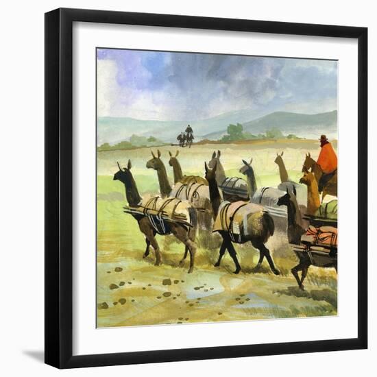 Herds of Llamas in the Andes-Ferdinando Tacconi-Framed Giclee Print