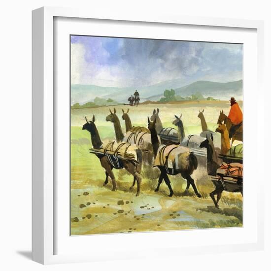 Herds of Llamas in the Andes-Ferdinando Tacconi-Framed Giclee Print