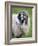 Herdwick Sheep, Borrowdale, Lake District, Cumbria, England-Doug Pearson-Framed Photographic Print