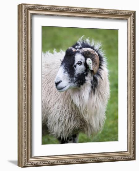 Herdwick Sheep, Borrowdale, Lake District, Cumbria, England-Doug Pearson-Framed Photographic Print