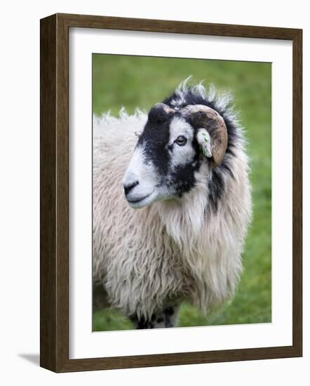 Herdwick Sheep, Borrowdale, Lake District, Cumbria, England-Doug Pearson-Framed Photographic Print