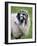 Herdwick Sheep, Borrowdale, Lake District, Cumbria, England-Doug Pearson-Framed Photographic Print