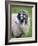 Herdwick Sheep, Borrowdale, Lake District, Cumbria, England-Doug Pearson-Framed Photographic Print