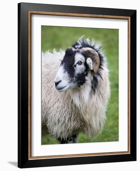 Herdwick Sheep, Borrowdale, Lake District, Cumbria, England-Doug Pearson-Framed Photographic Print