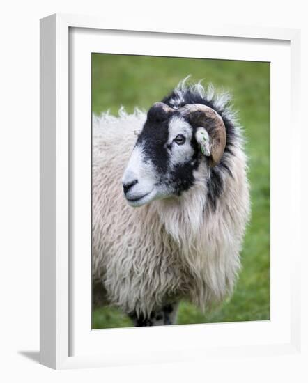 Herdwick Sheep, Borrowdale, Lake District, Cumbria, England-Doug Pearson-Framed Photographic Print