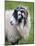 Herdwick Sheep, Borrowdale, Lake District, Cumbria, England-Doug Pearson-Mounted Photographic Print